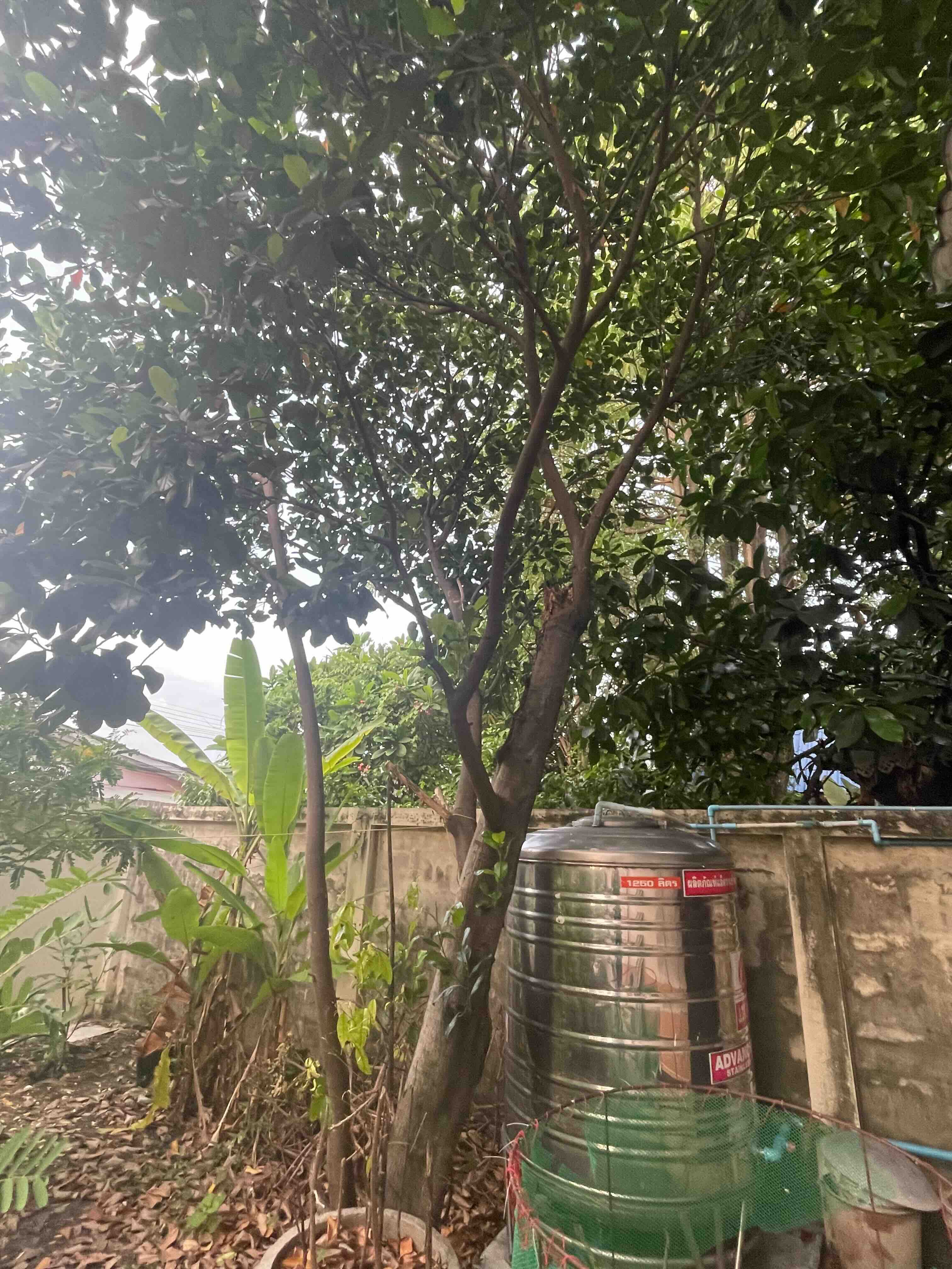 Jackfruit / ขนุน