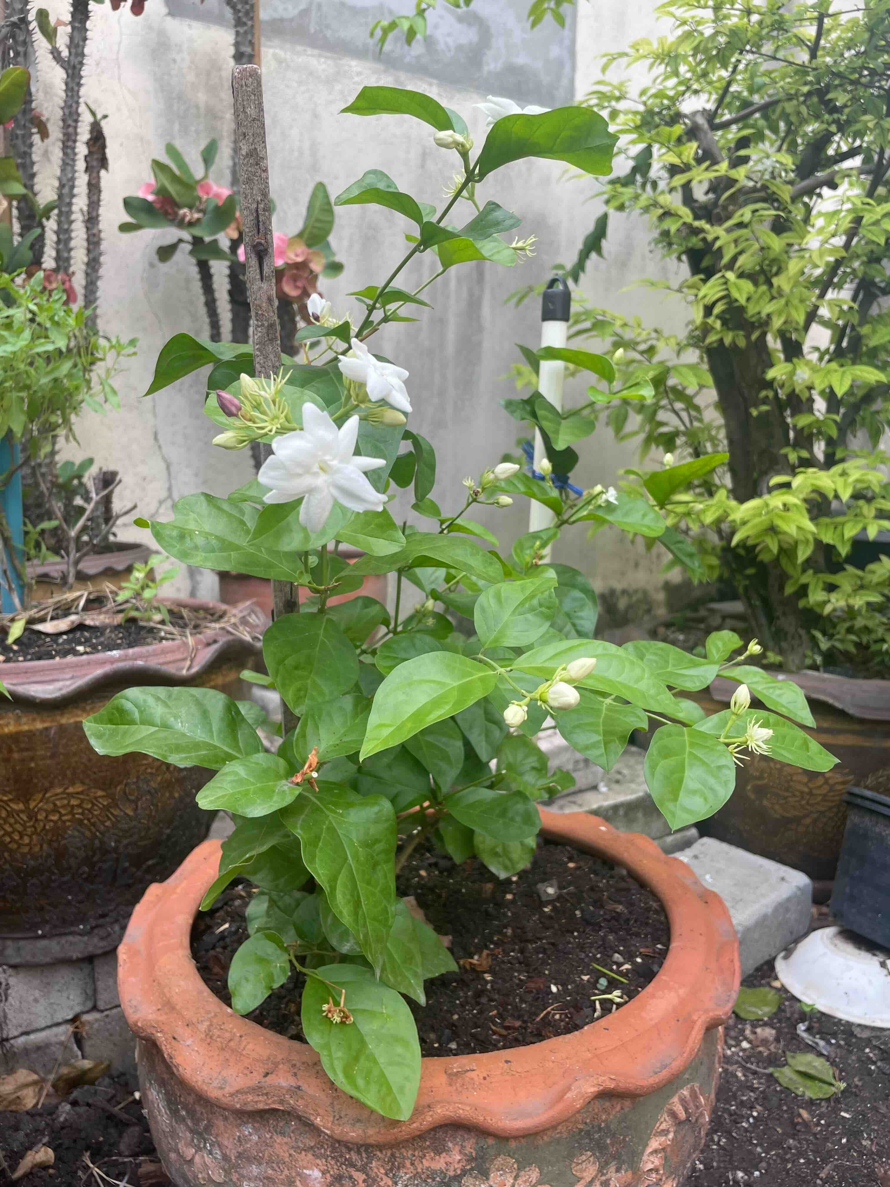 ดอกมะลิ Jasmine