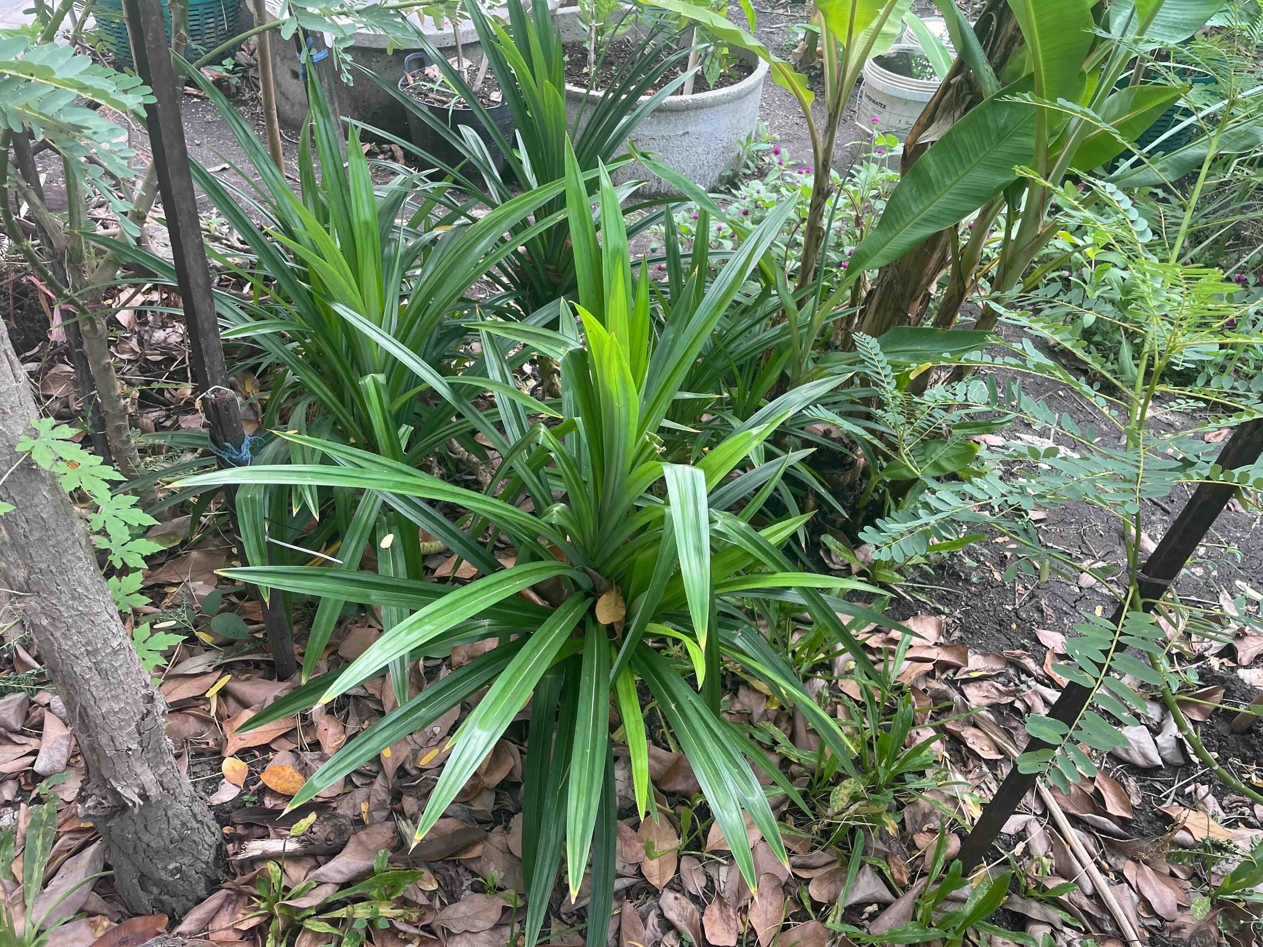 Pandan / ใบเตย