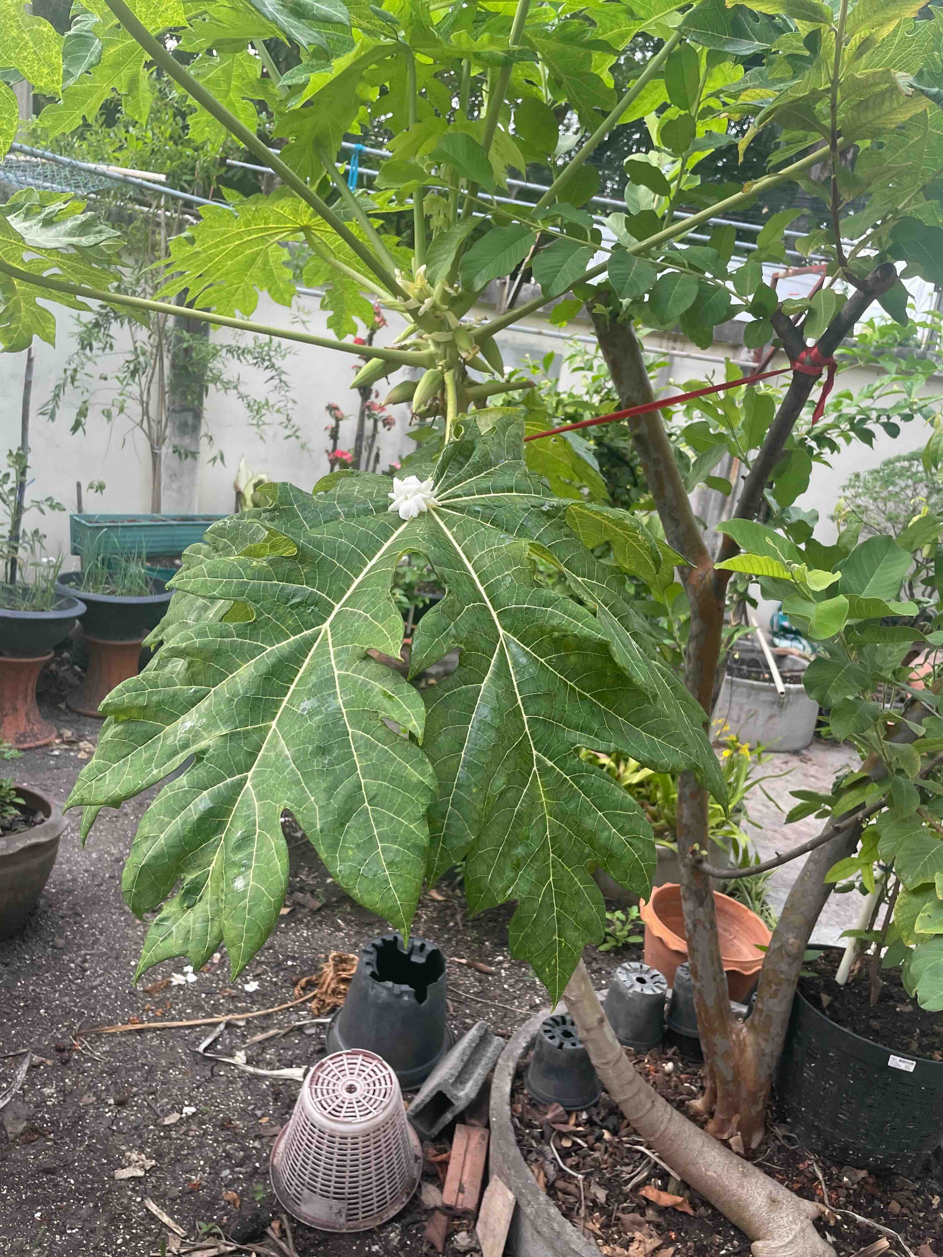 Papaya / มะละกอ