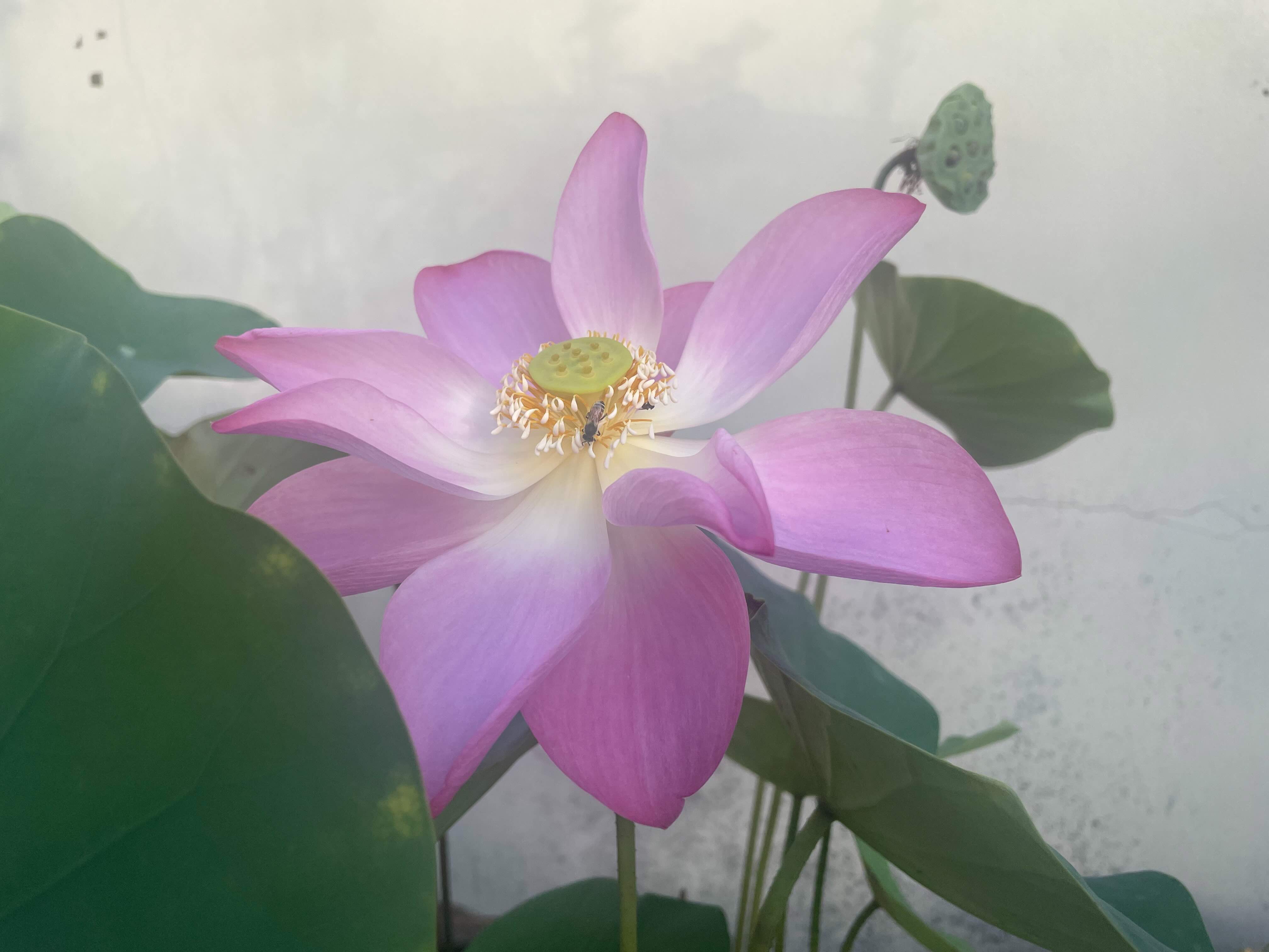 Lotus / บัว