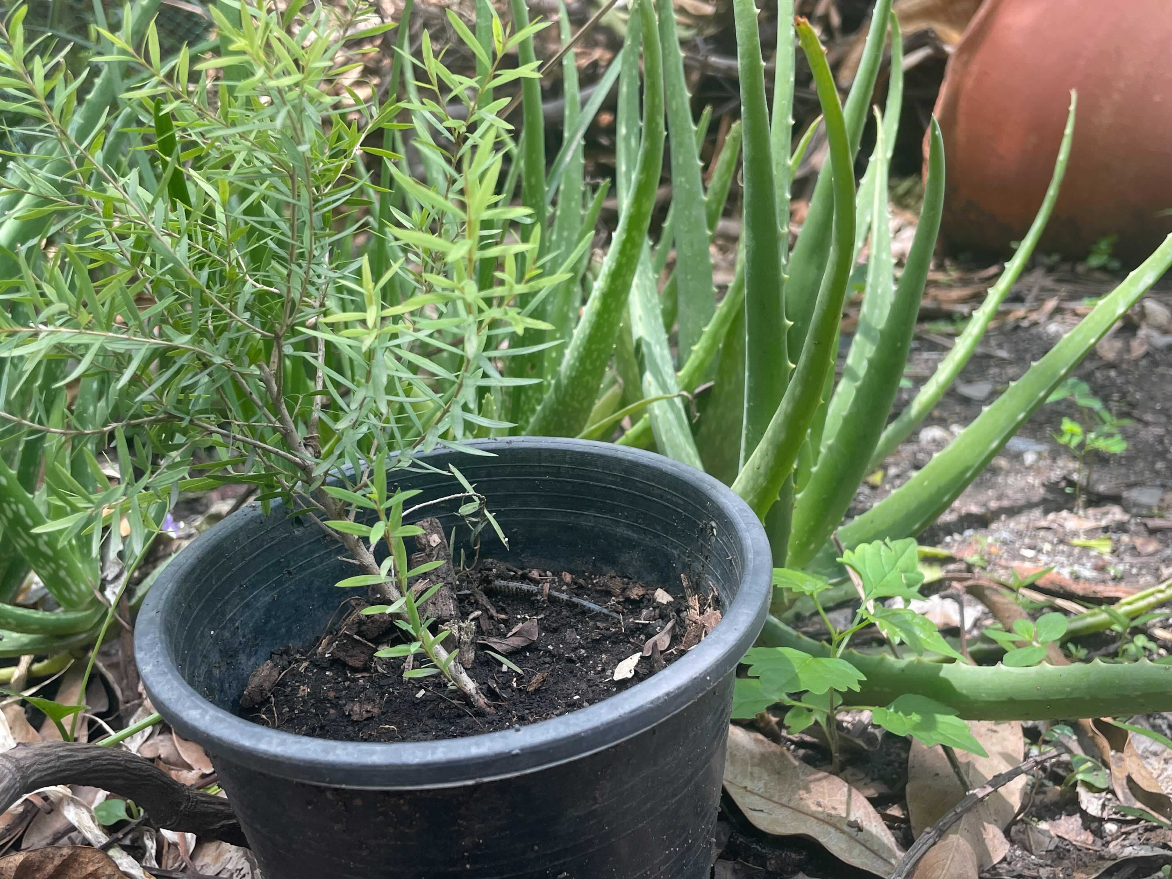 A small potted Ellwood's Gold plant growing alongside aloe vera.