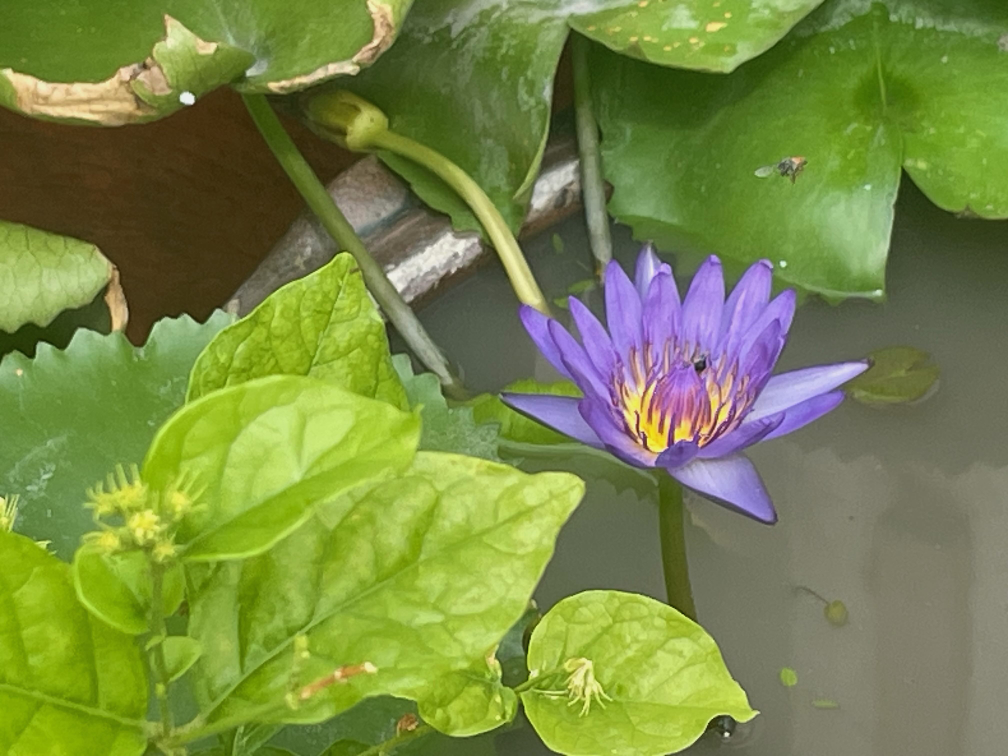 A beautiful purple lotus blooming in the pond.
