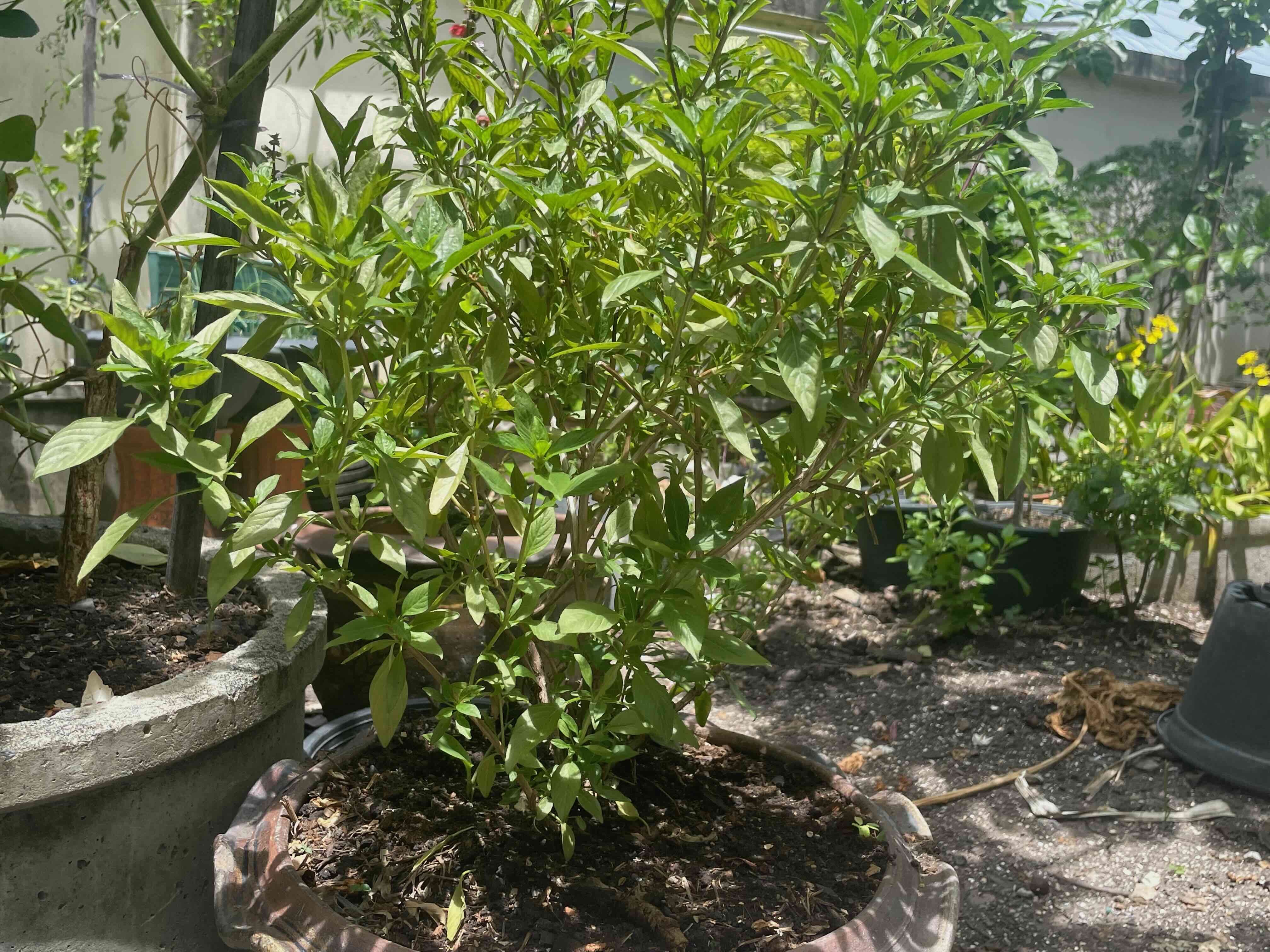 A lush, green Thai basil plant thriving in a pot.