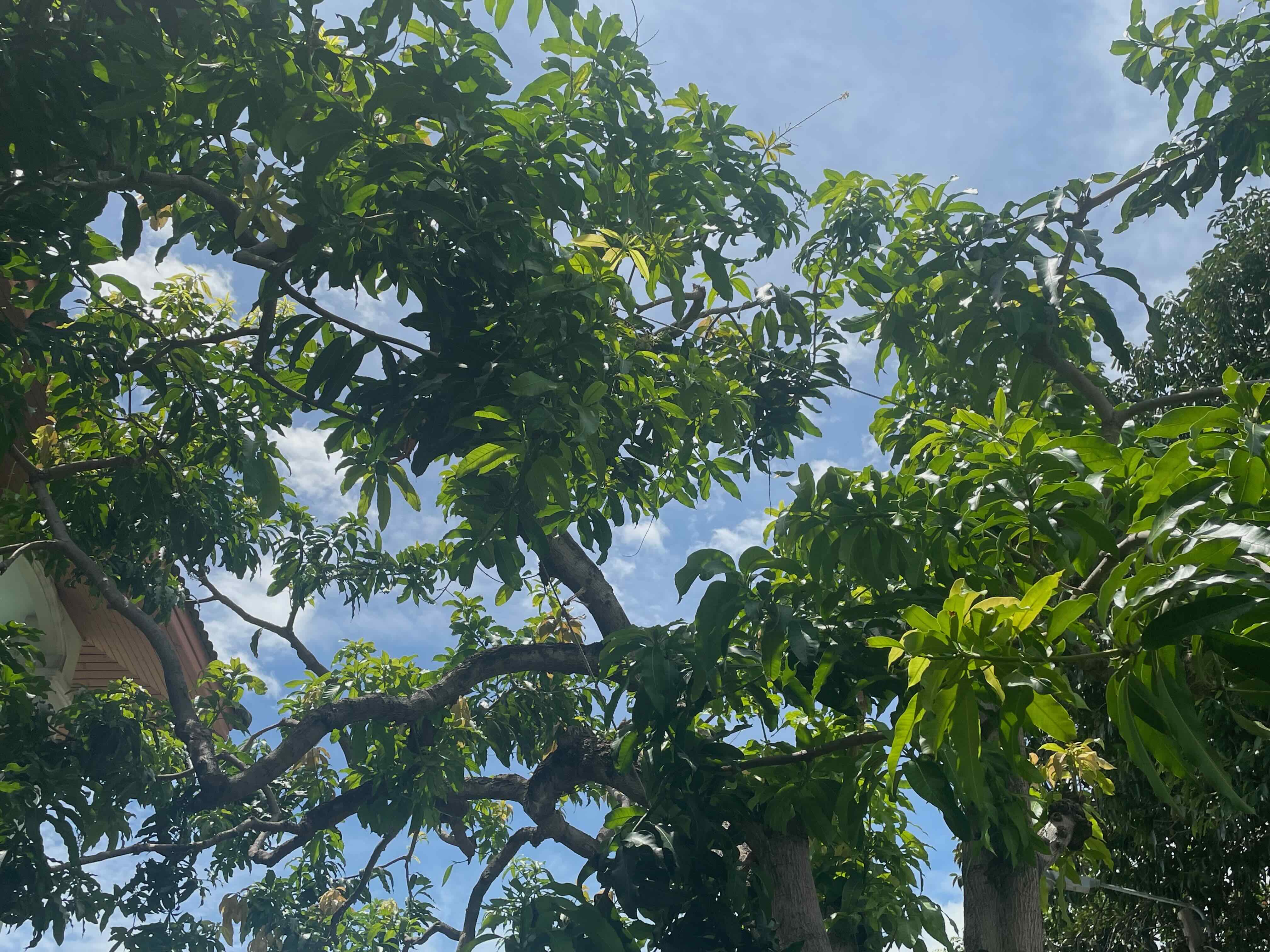 Looking up into the dense, leafy canopy of a Thai mango tree.