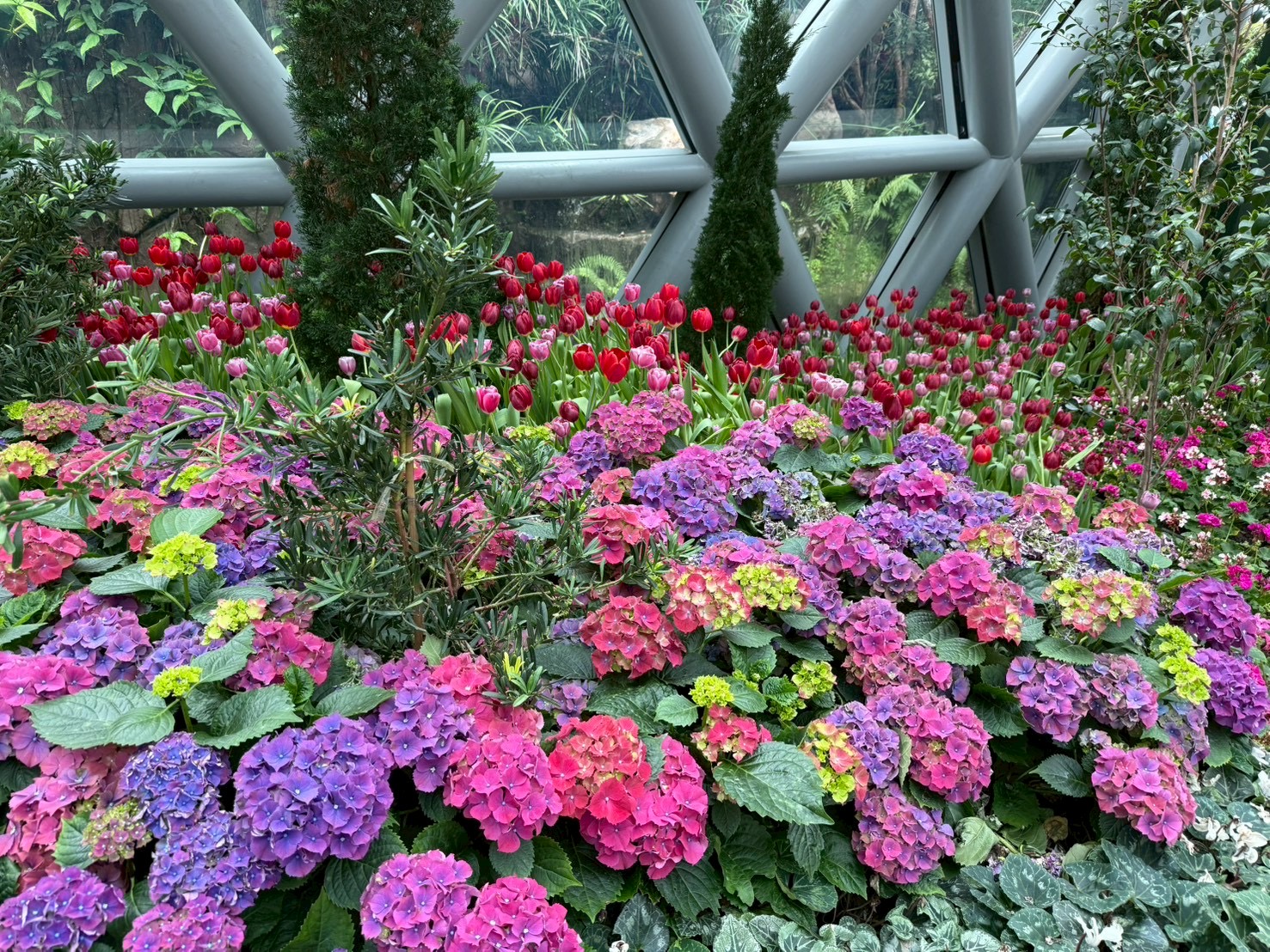 A vibrant and colorful display of winter flowers, including blooming hydrangeas and tulips, photographed in Rayong.